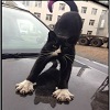 Аватара пользователя