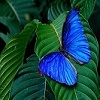 Аватара пользователя